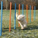 Dog-Activity Agility-Slalom