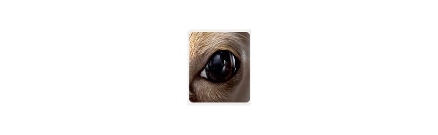 Hund-Augen