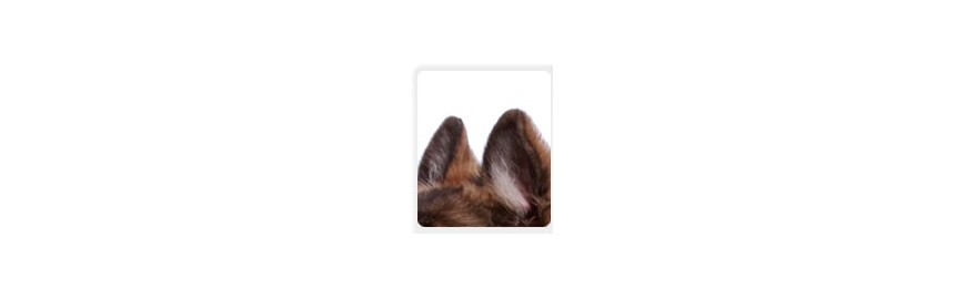 Hund-Ohren