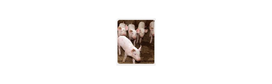 agriculture-porcs