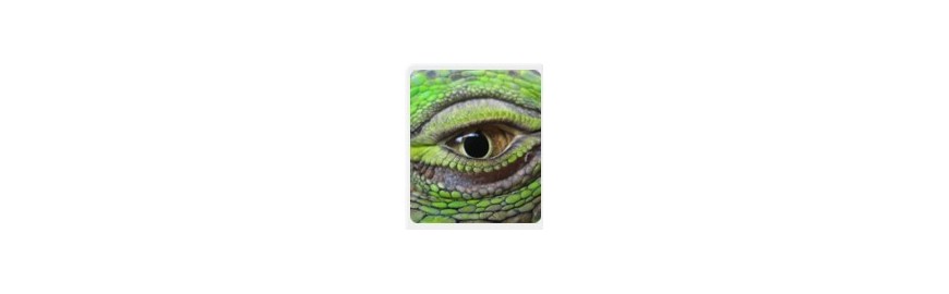 reptin-terrarium-iguane-sante-animale-yeux
