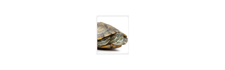reptin-terrarium-tortue
