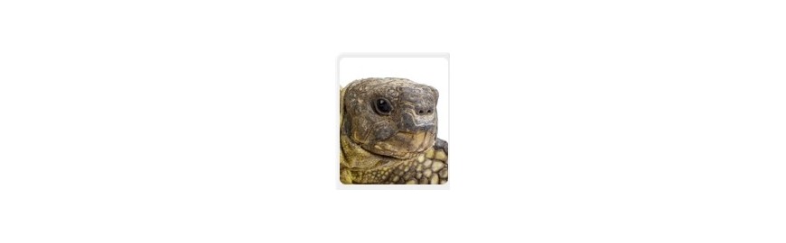 reptin-terrarium-tortue-sante-animale-yeux
