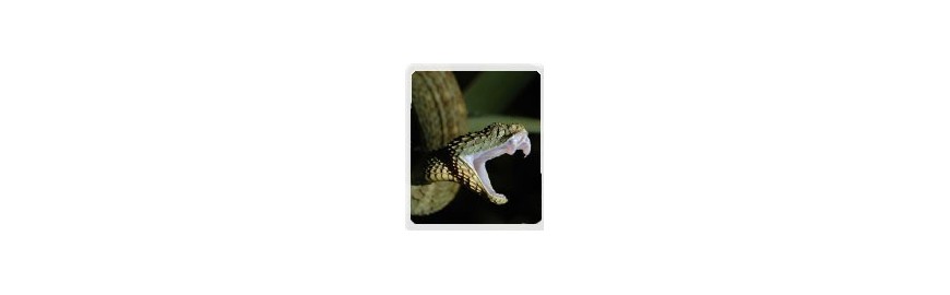 reptin-terrarium-serpent-sante-animale-dents-bouche